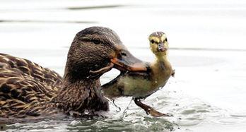 娱乐吃瓜鸭男人品种